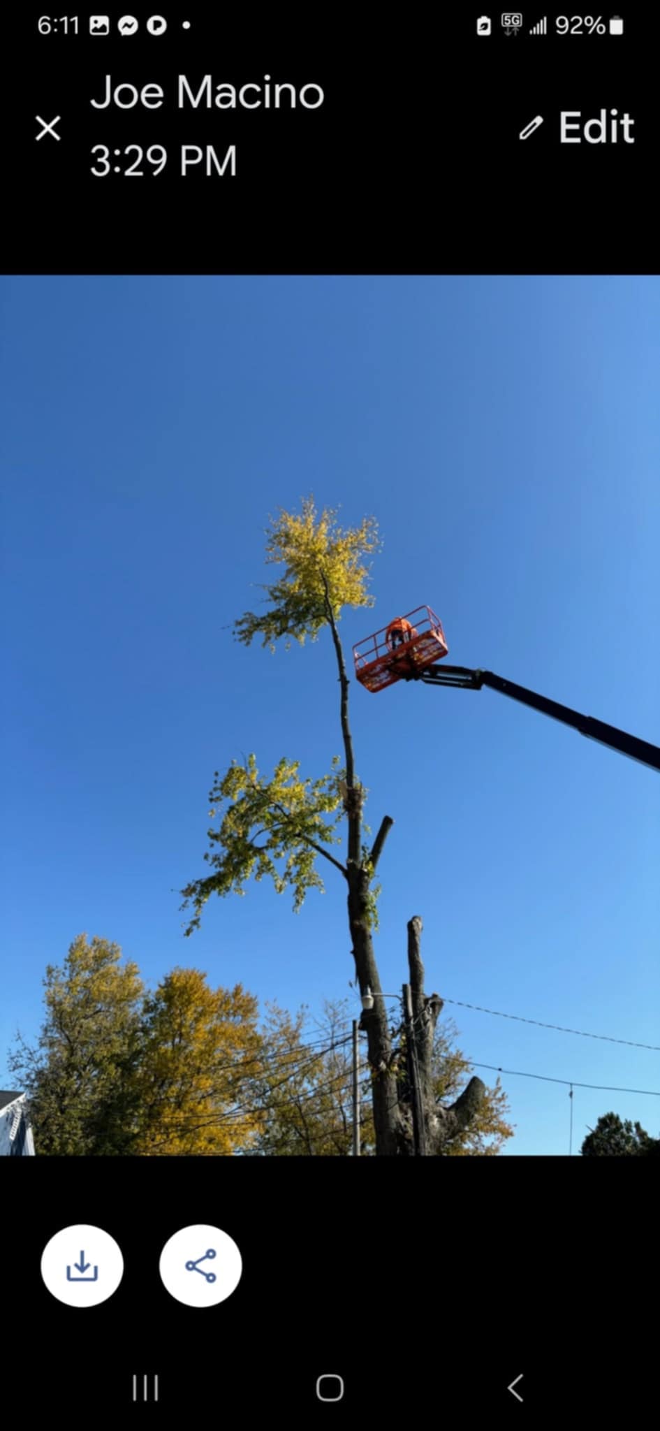 Tony's Tree Service logo