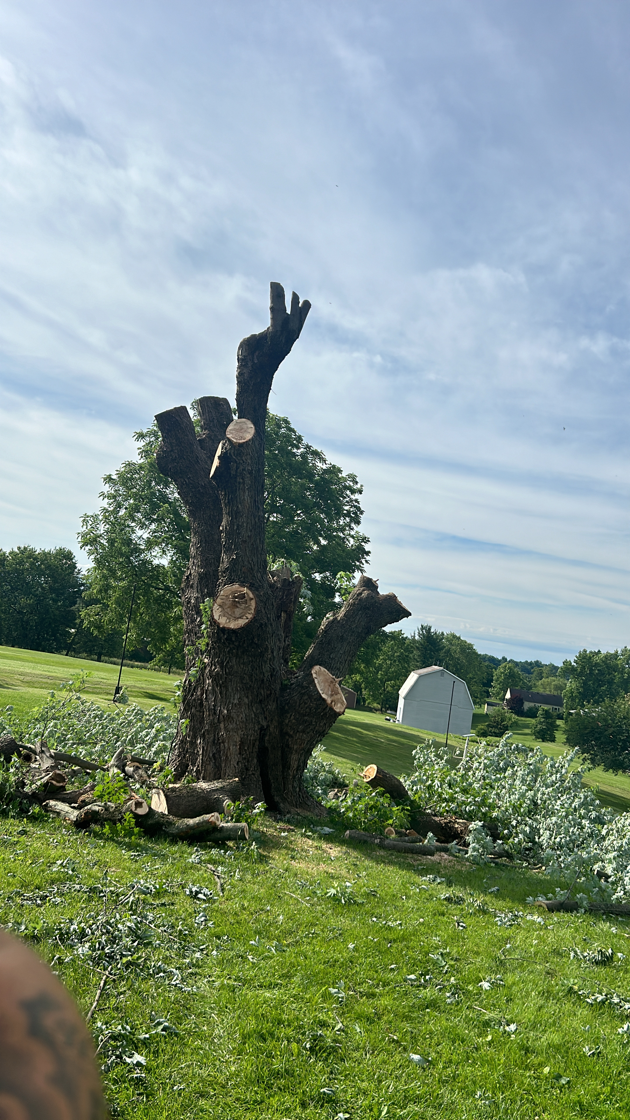 Tree and Debri logo