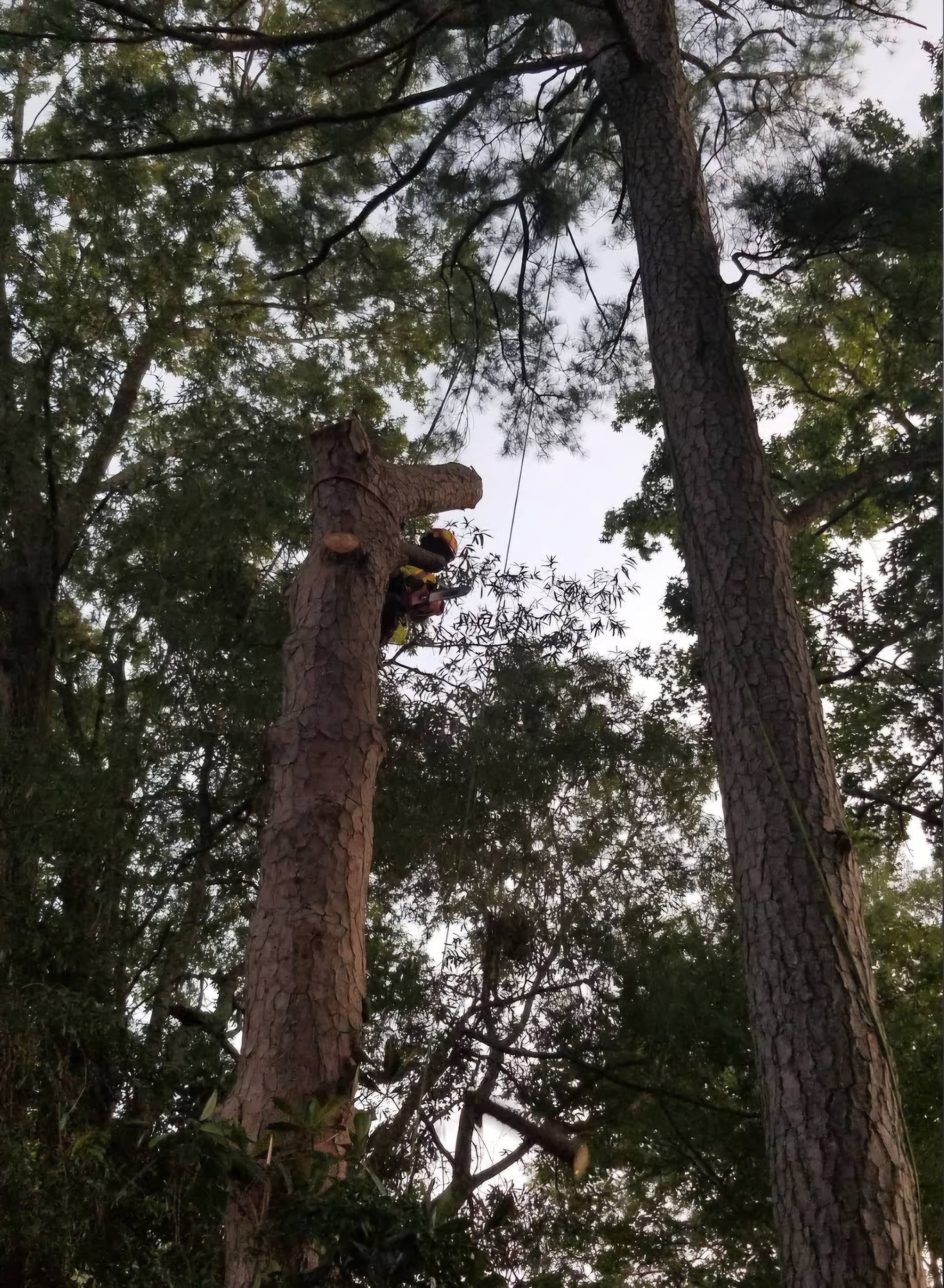 Lightbringer Tree Service logo