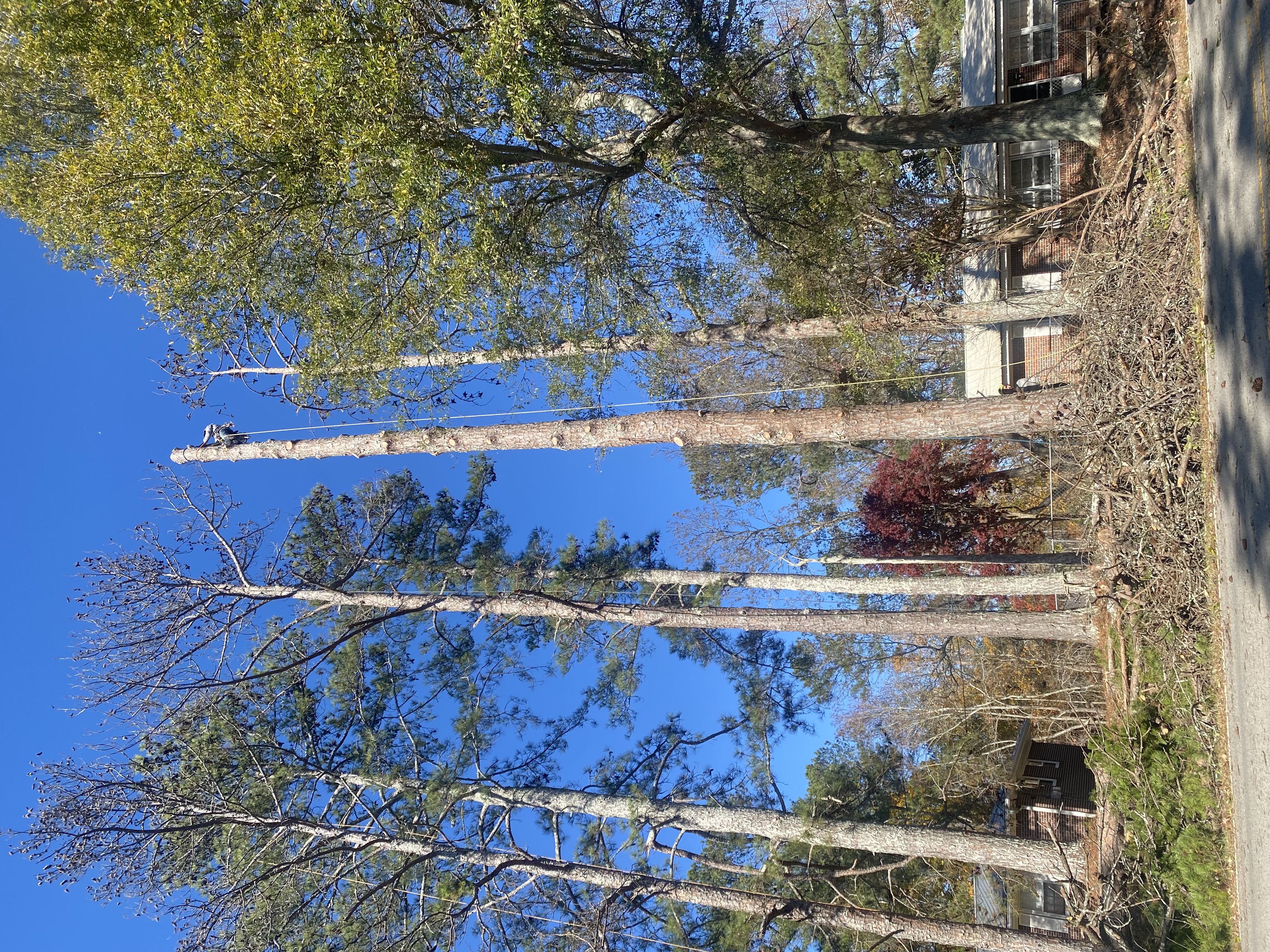 BRT Climbers Tree Service logo