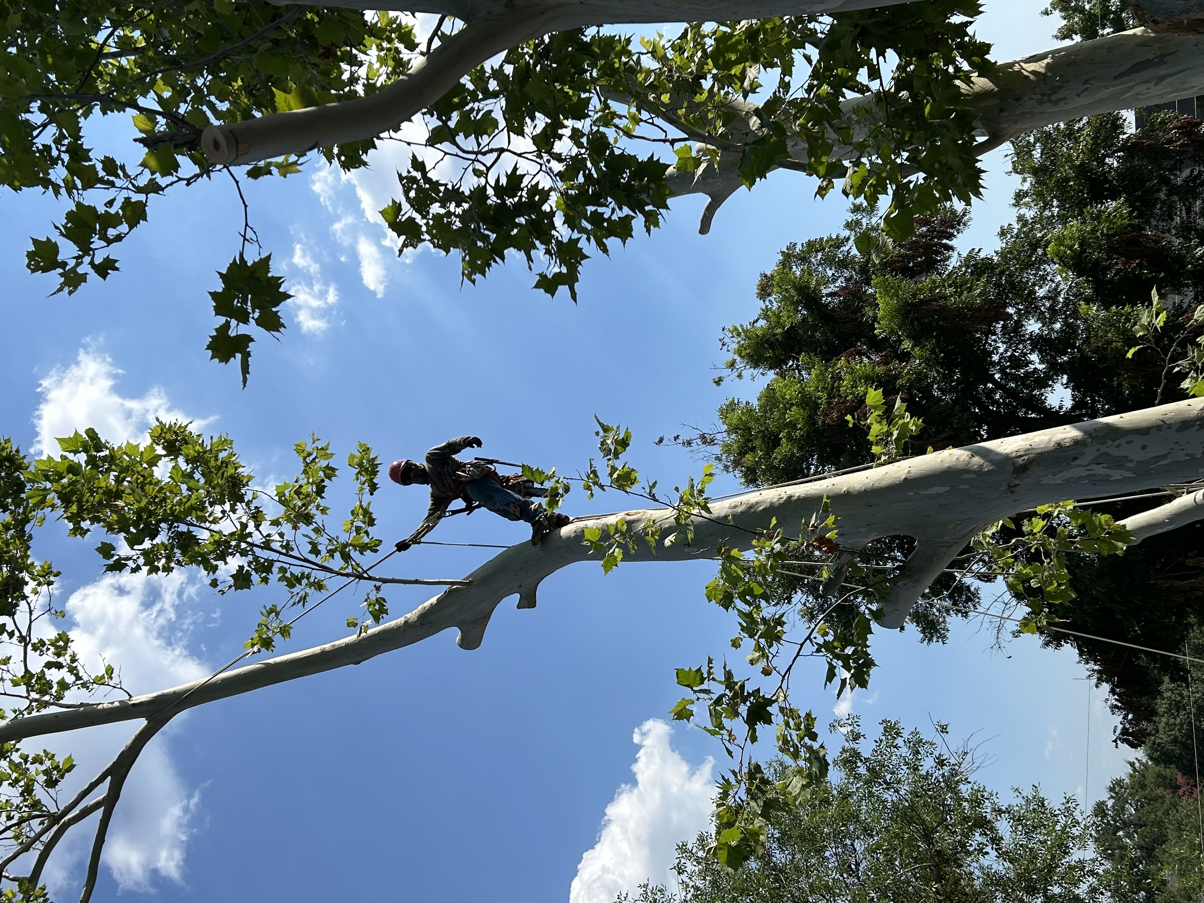 Avatar for Velas Tree Service