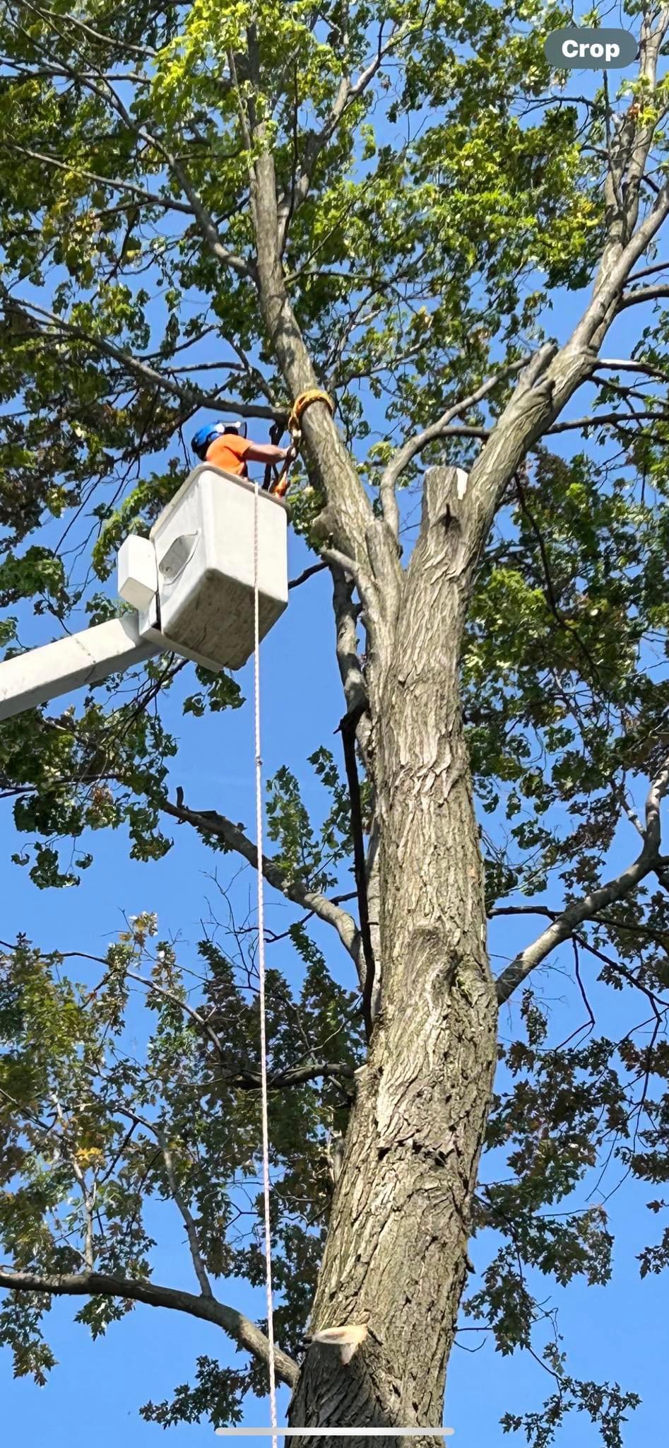 Sheps tree service logo