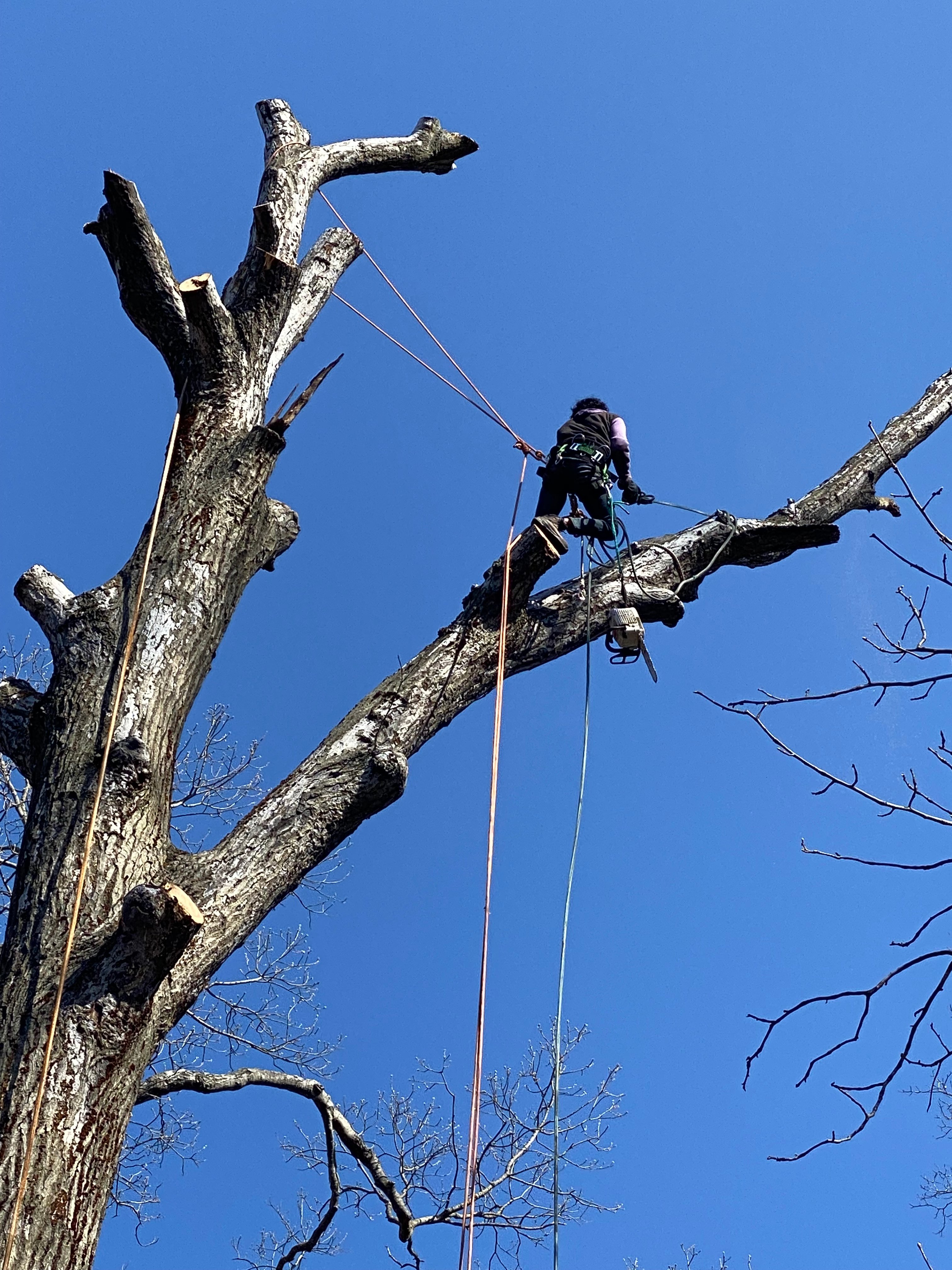 Avatar for Buffs tree removal