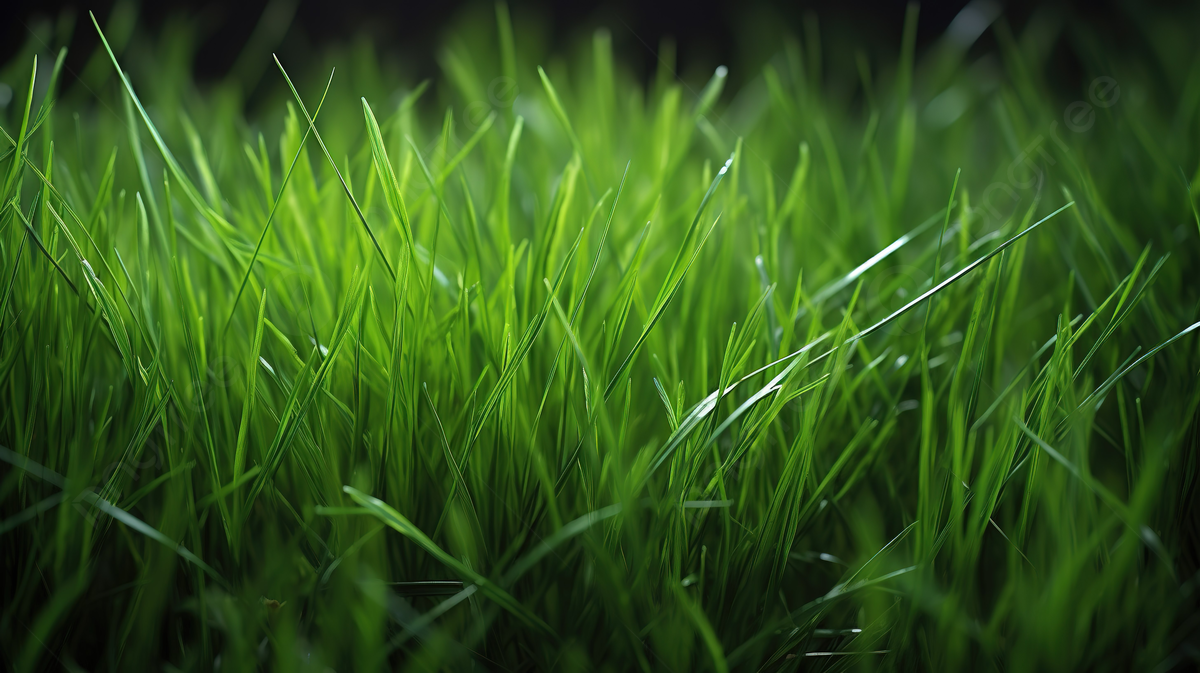 Dyson’s landscaping logo