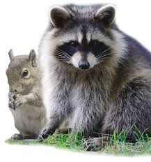 Robert’s animal removal logo