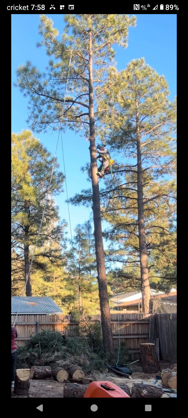 Certified tree removal LLC logo