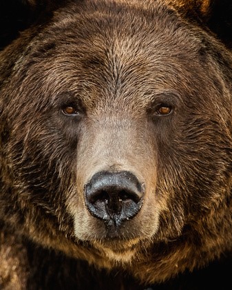 Aspen Moving Co., L.L.C logo