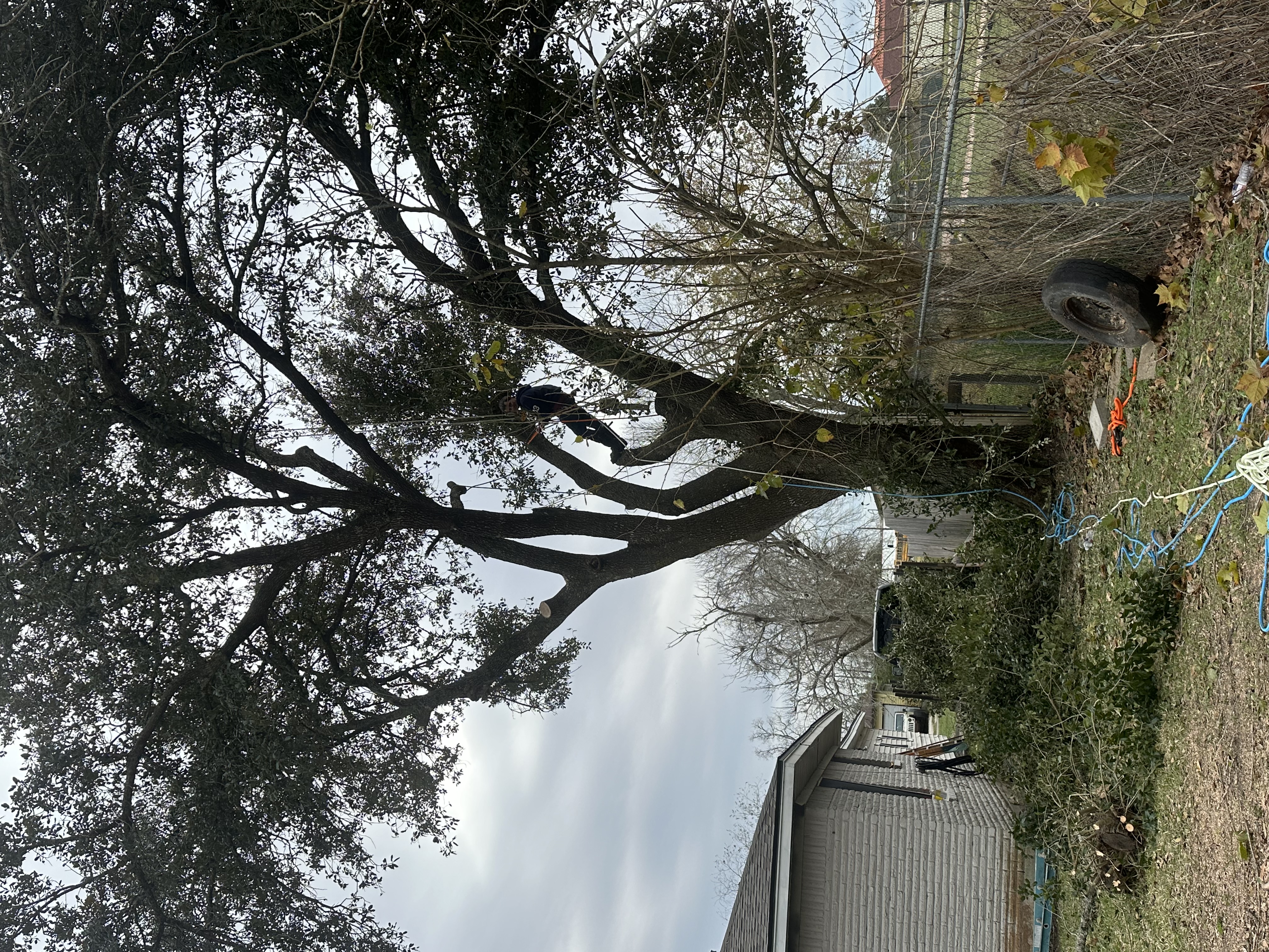Garner tree service logo