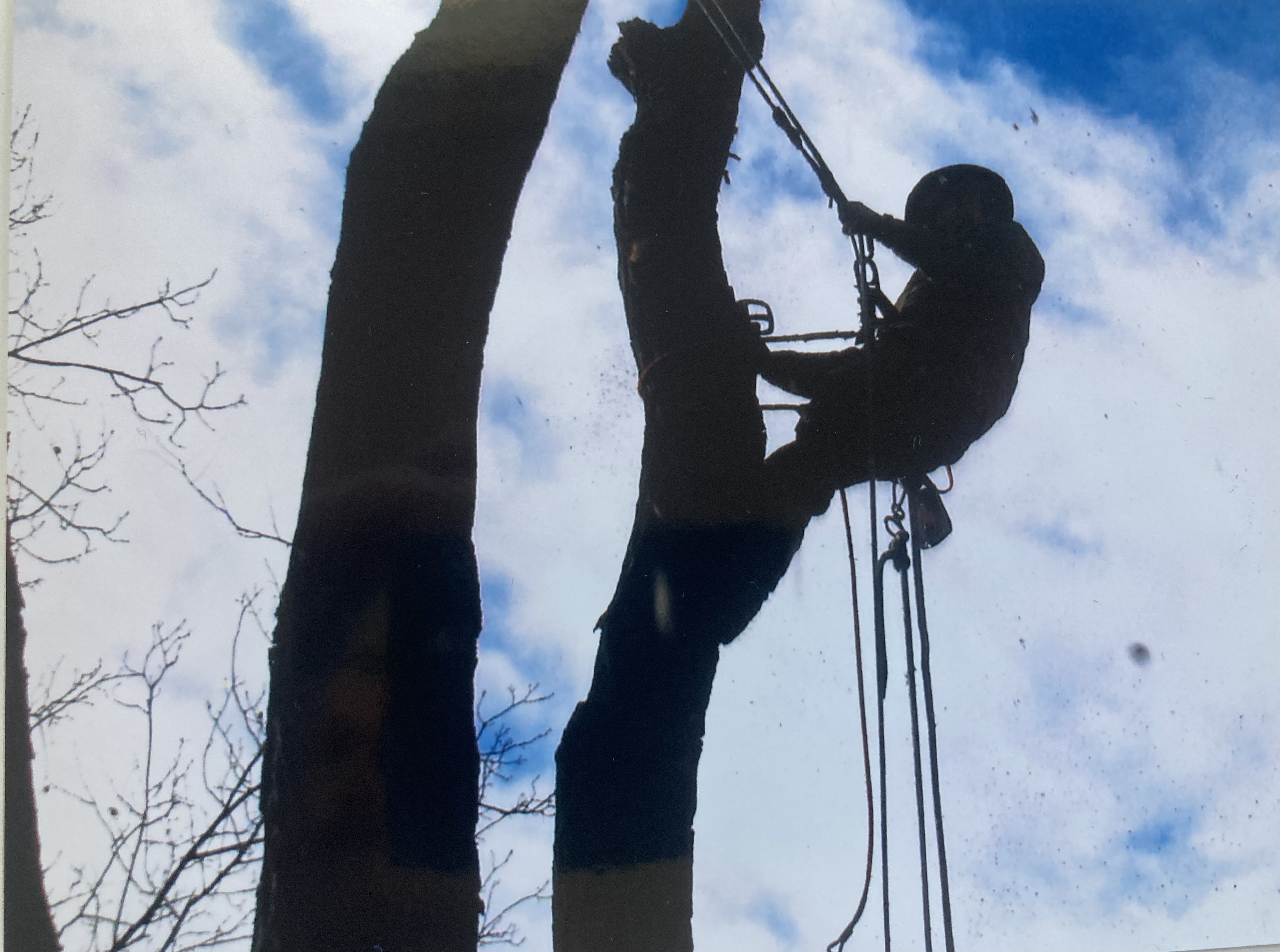ArborRigging LLC logo