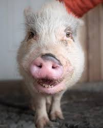 Avatar for Trang Die