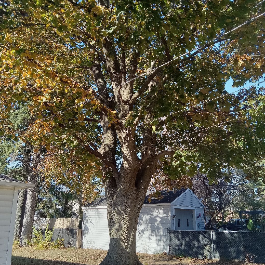 Avatar for AAA Affordable Veteran of Tree Service