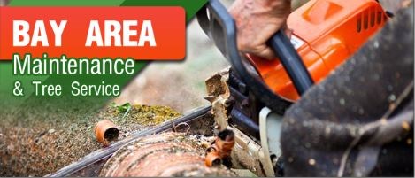 Bay Area Maintenance & Tree Care LLC logo