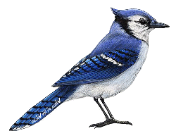 Logo for Blue Jay Electric Inc