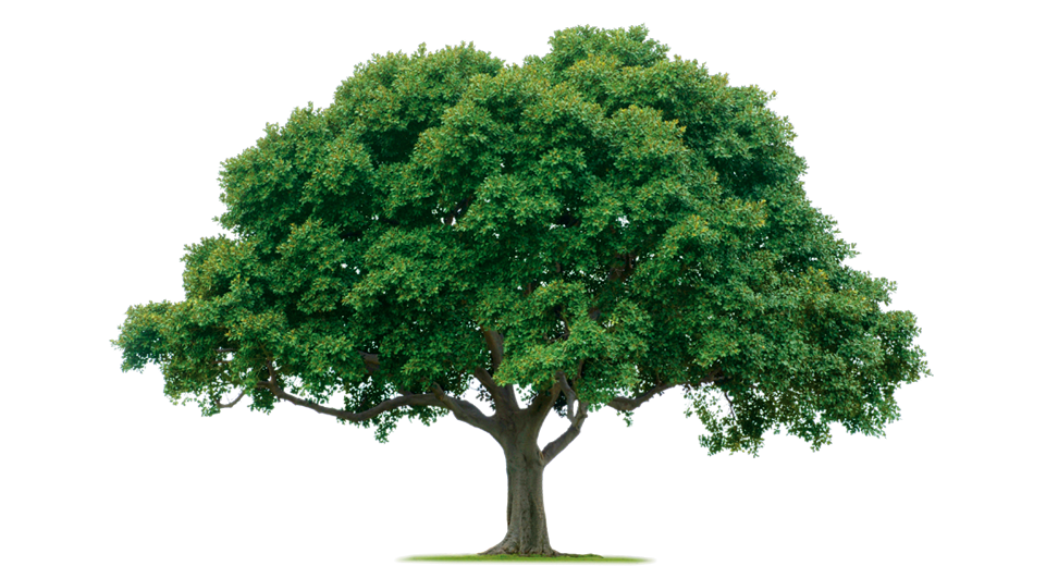 Nick's Tree Service, Inc logo