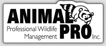 Logo for Animal Pro