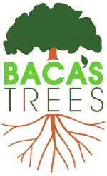 Avatar for Baca's Trees