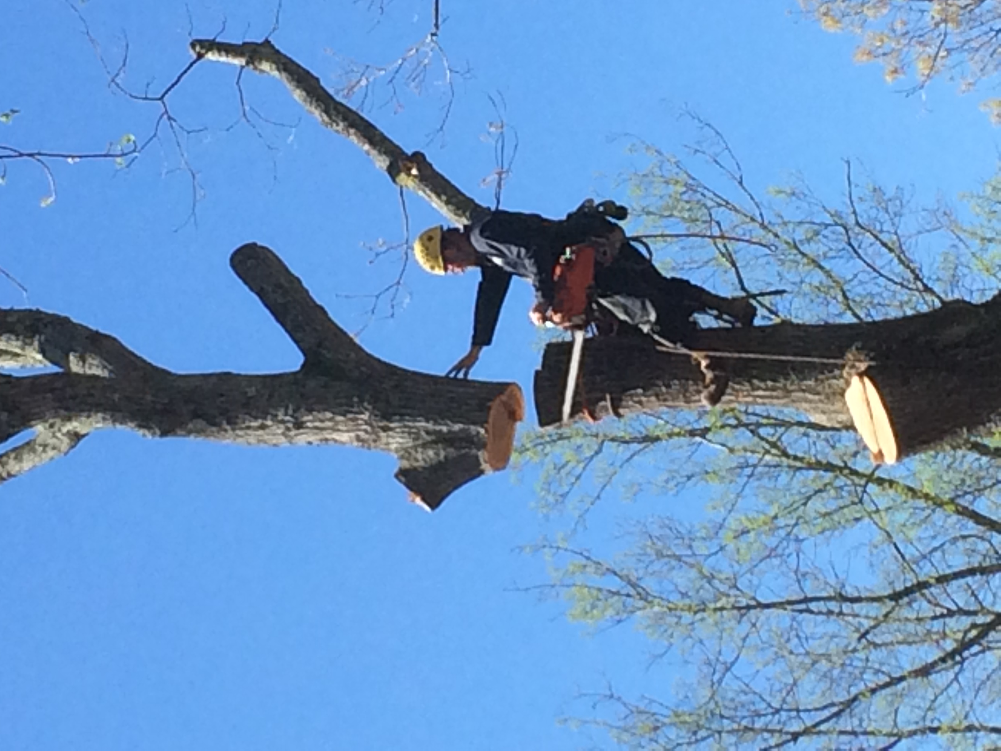 Logo for JACOB'S TREE SERVICE