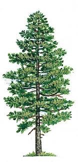 SE Boise Tree & Shrub logo