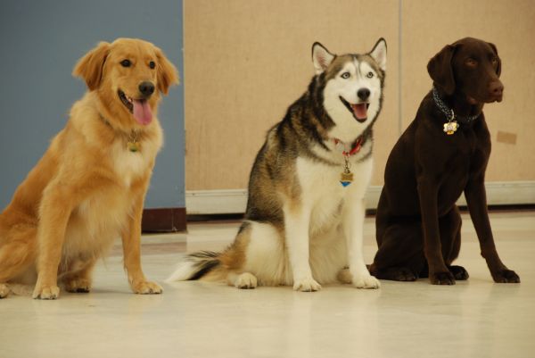 Logo for Dog Gone Good Dog Training Inc