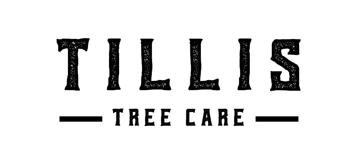 Logo for Tillis Tree Care