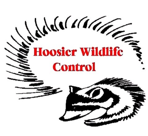 Logo for Hoosier Wildlife Control