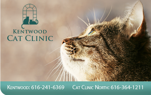 Logo for CAT CLINIC NORTH