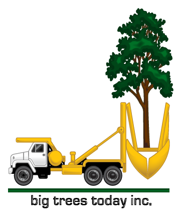 Logo for Big Trees Today