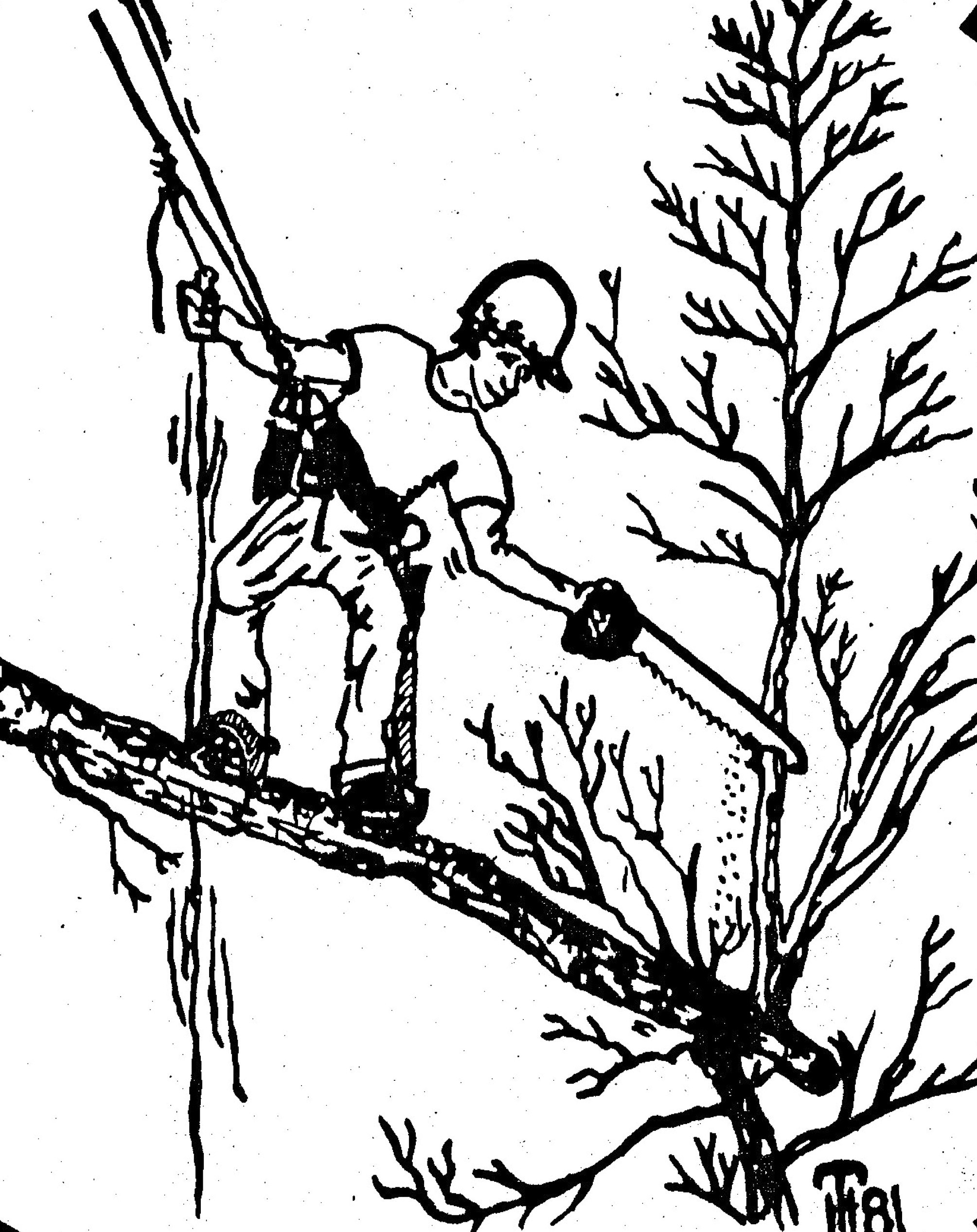 County Tree Service logo