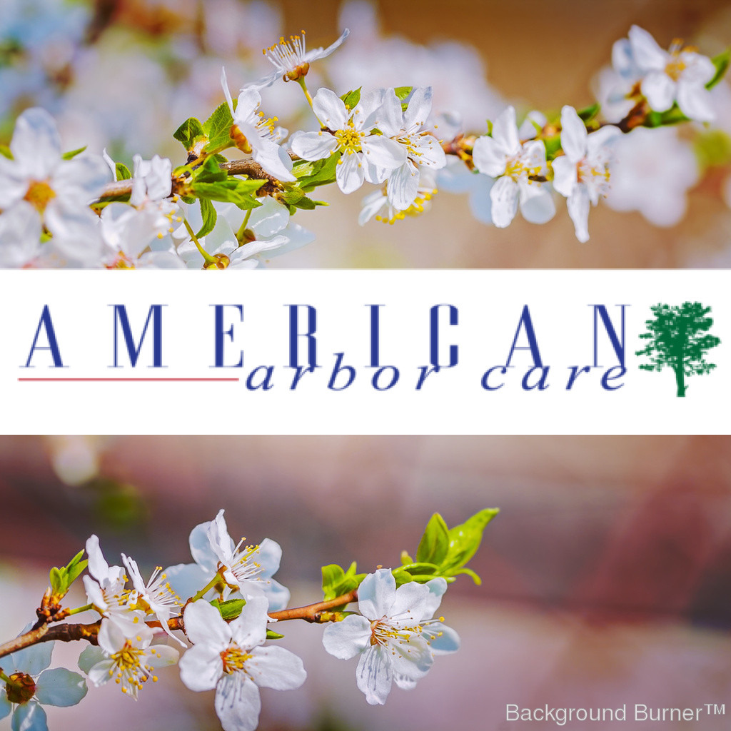 Logo for American Arbor Care
