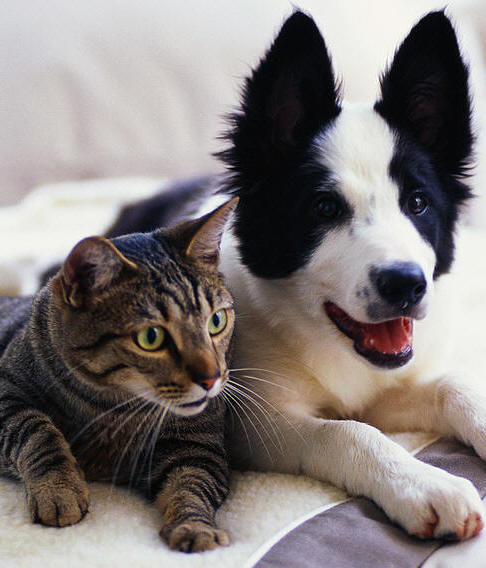 Logo for Aunt Darlene's Pet Sitting & Dog Walking Service