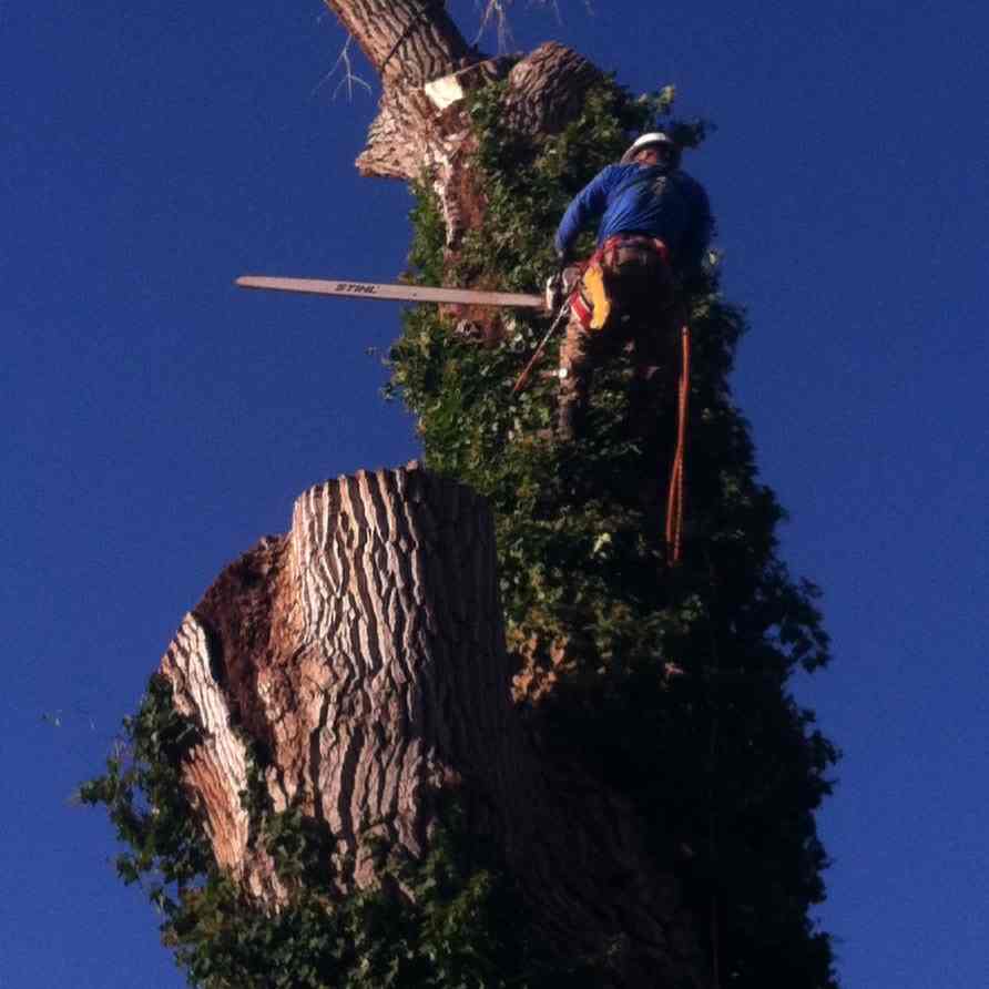 Battle Born Tree Service LLC logo