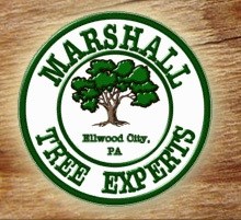 Marshall Tree Experts logo