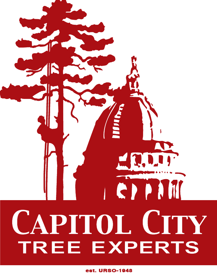 Logo for Capital City Tree Experts