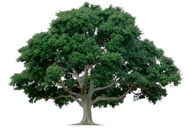 Elling Tree Farm logo
