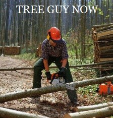 Tree guy now logo