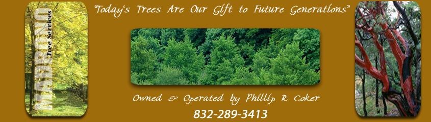 Logo for Madrono Tree Services