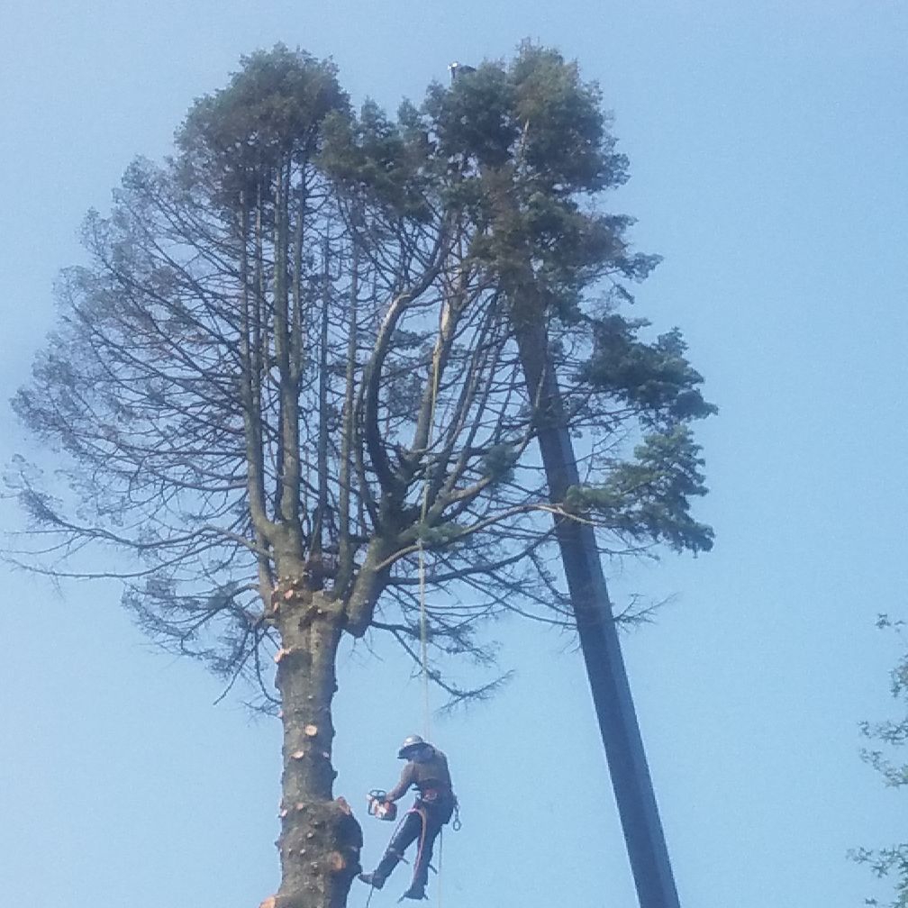 Avatar for Bj's Tree Service