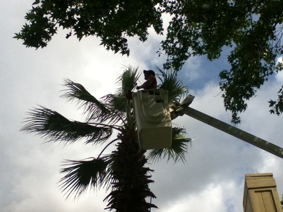 Big Wood Tree Service, Inc logo