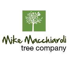 Logo for Mike Macchiaroli Tree Company Inc