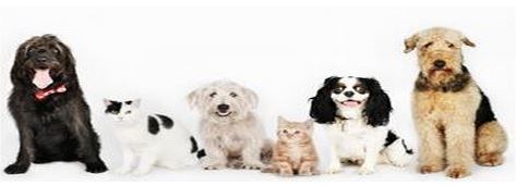 Golden Retrieval Pet Services logo