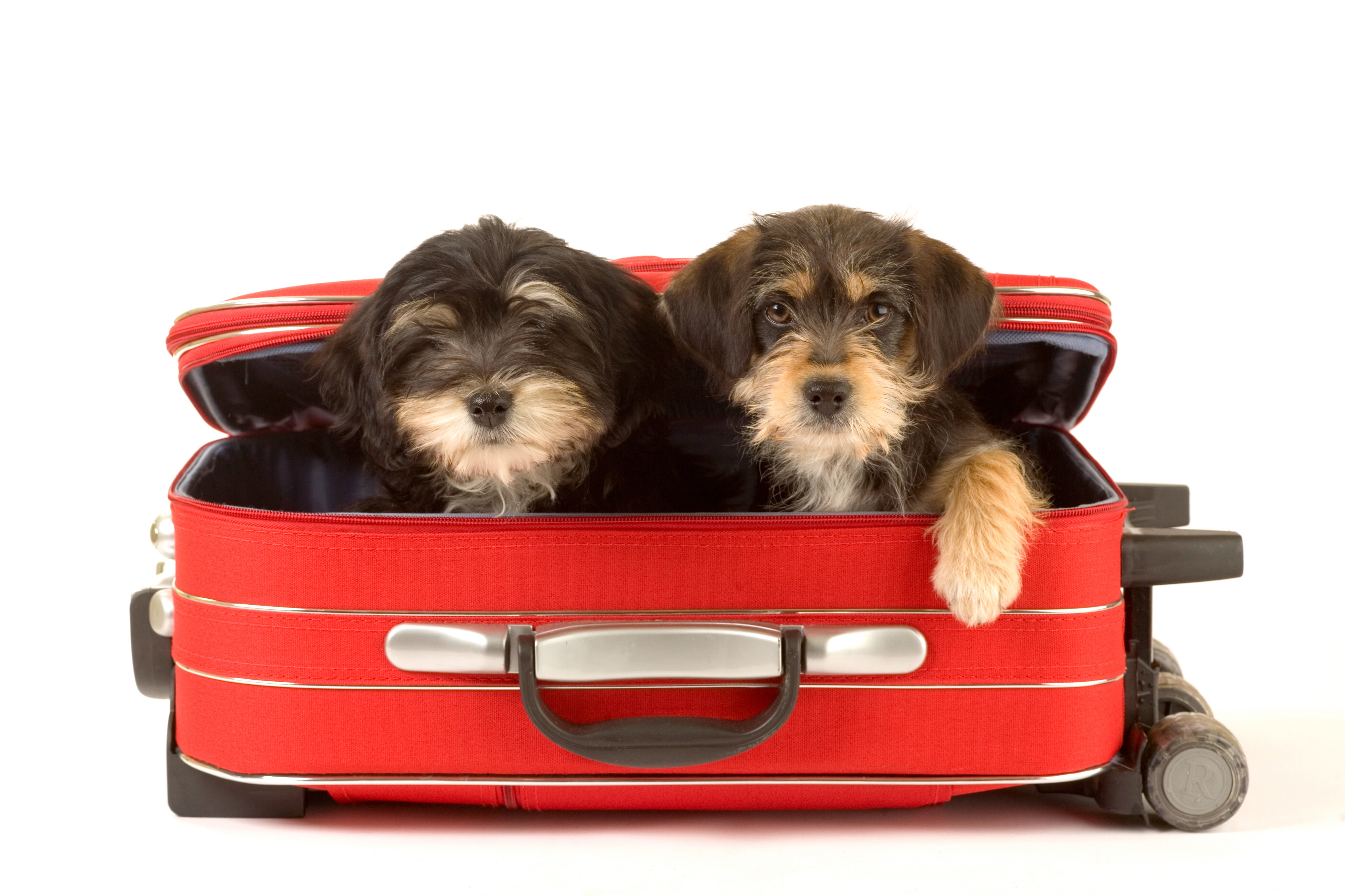 Logo for Pampered Paws Pet Sitting Service