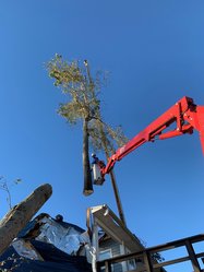 Avatar for Arbor MD Tree Care