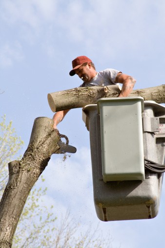Joe's Tree Service of Central Florida logo
