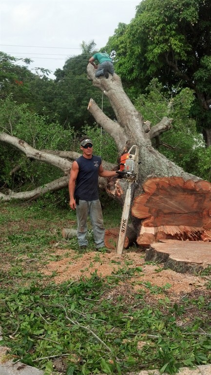 Florida Tree & Ground Maintenance Inc logo