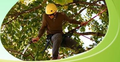 Avatar for Randy's Tree Service