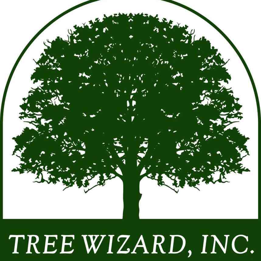 Avatar for Tree Wizard