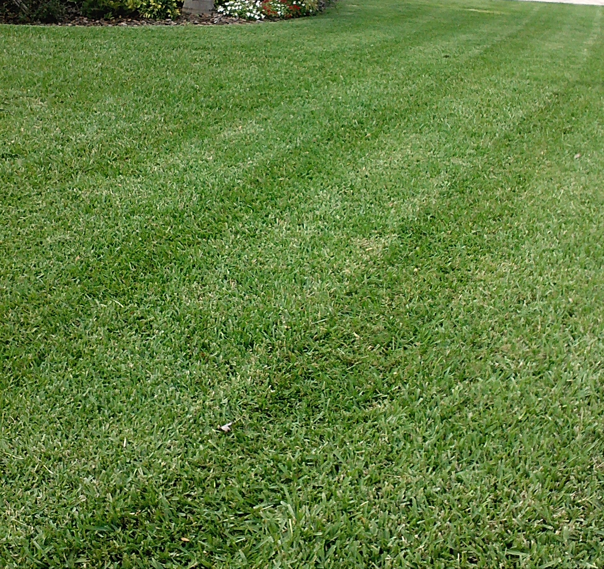 Logo for LBS LAWN SERVICE