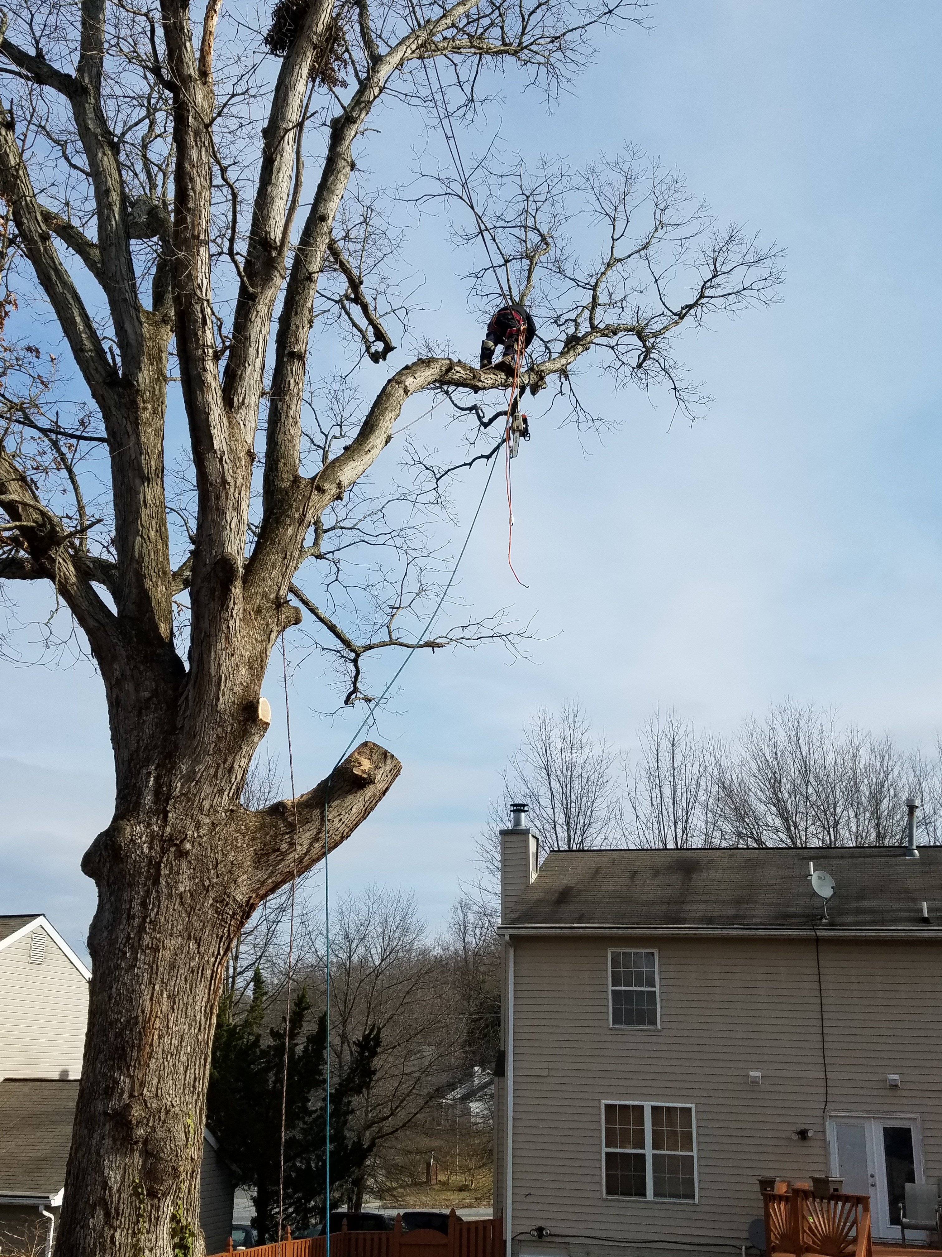 Avatar for Tri-State Tree Service