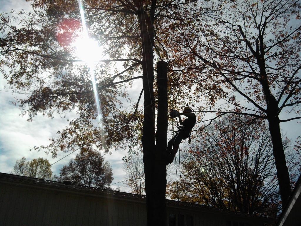Logo for Evergreen Tree Service
