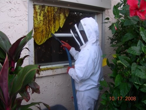 Logo for Space Coast Bee & Pest Service